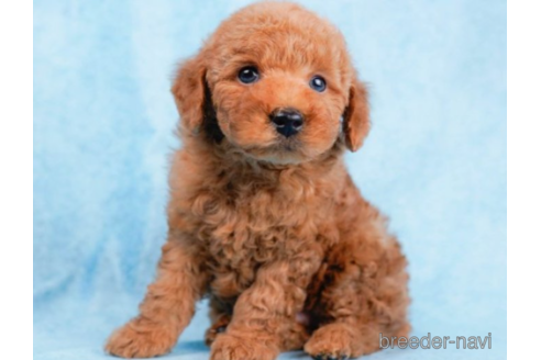 成約済の東京都のトイプードル-225168の3枚目